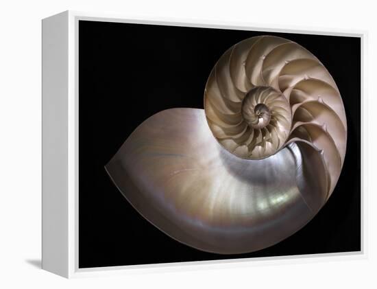 Nautilus 3-Moises Levy-Framed Premier Image Canvas