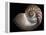 Nautilus 3-Moises Levy-Framed Premier Image Canvas