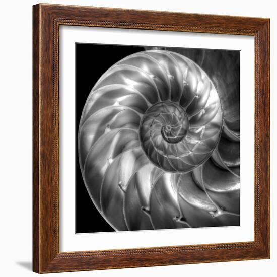 Nautilus 4-Moises Levy-Framed Photographic Print