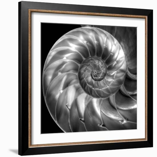 Nautilus 4-Moises Levy-Framed Photographic Print