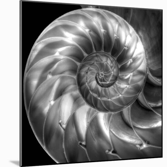Nautilus 4-Moises Levy-Mounted Photographic Print