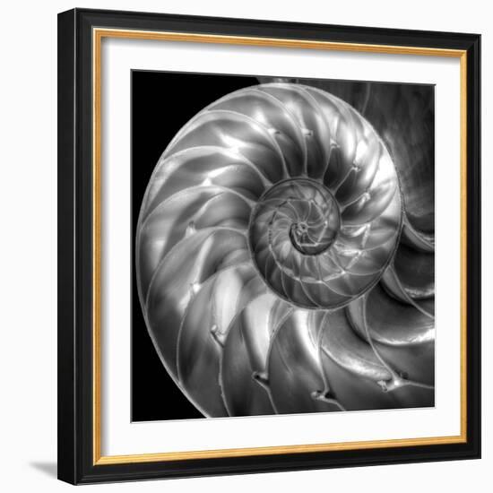 Nautilus 4-Moises Levy-Framed Photographic Print