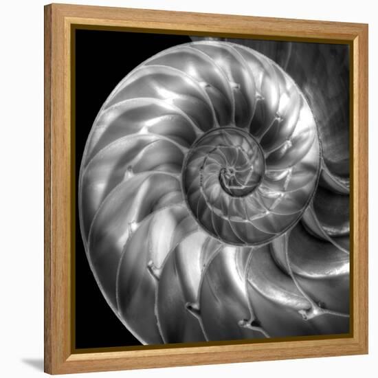 Nautilus 4-Moises Levy-Framed Stretched Canvas