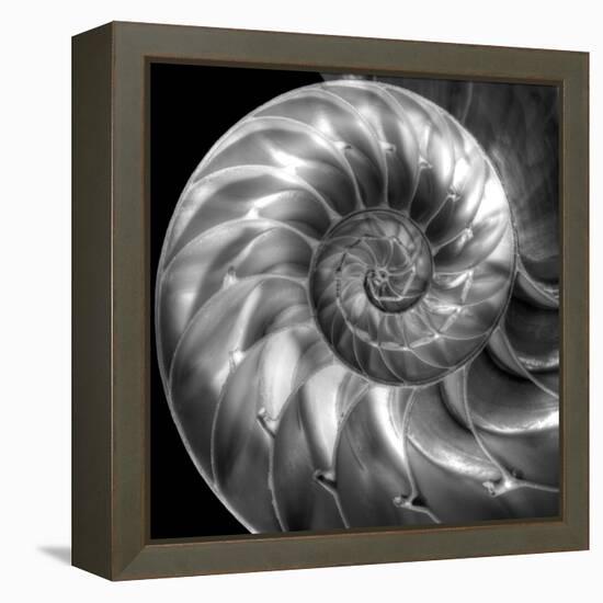 Nautilus 4-Moises Levy-Framed Stretched Canvas