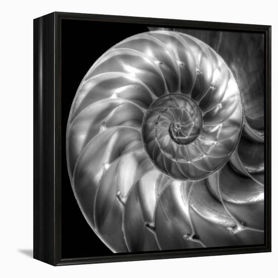 Nautilus 4-Moises Levy-Framed Stretched Canvas