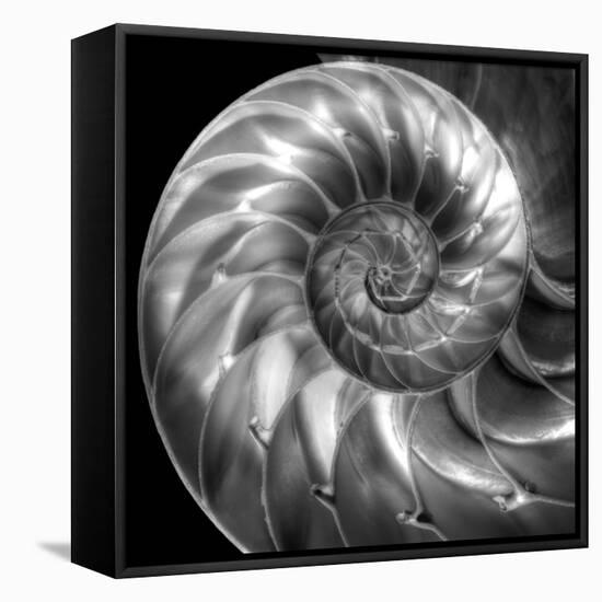 Nautilus 4-Moises Levy-Framed Stretched Canvas