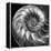 Nautilus 4-Moises Levy-Framed Stretched Canvas