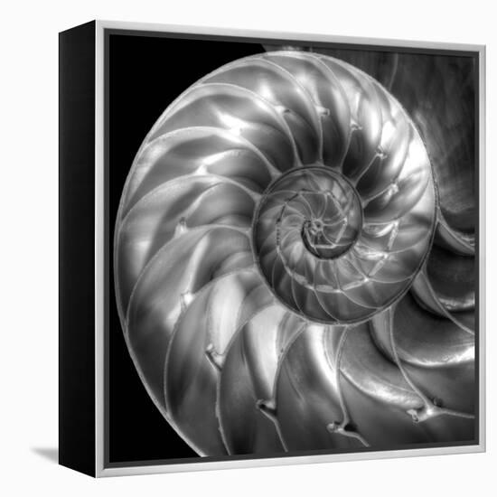 Nautilus 4-Moises Levy-Framed Stretched Canvas