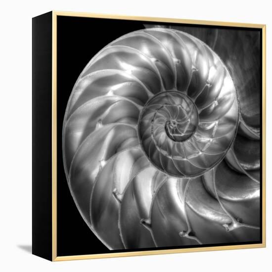 Nautilus 4-Moises Levy-Framed Stretched Canvas