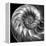 Nautilus 4-Moises Levy-Framed Stretched Canvas