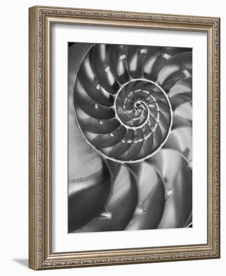 Nautilus 5-Moises Levy-Framed Photographic Print