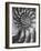 Nautilus 5-Moises Levy-Framed Photographic Print