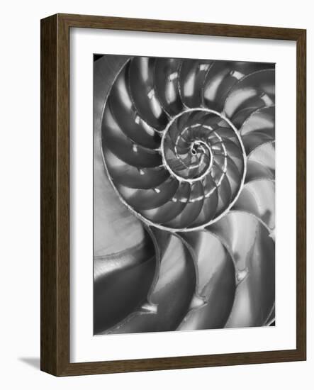 Nautilus 5-Moises Levy-Framed Photographic Print