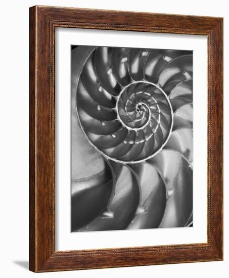 Nautilus 5-Moises Levy-Framed Photographic Print