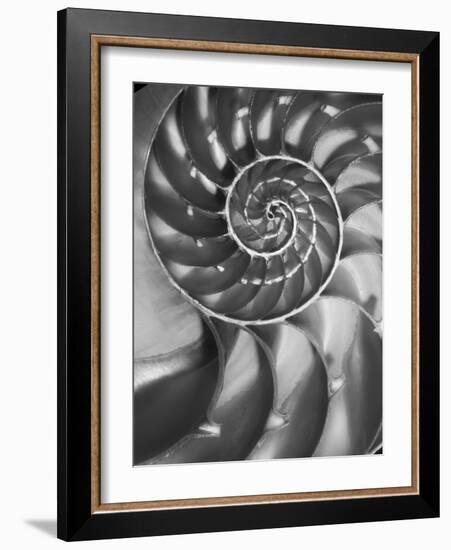 Nautilus 5-Moises Levy-Framed Photographic Print