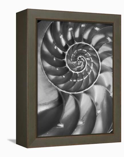 Nautilus 5-Moises Levy-Framed Premier Image Canvas