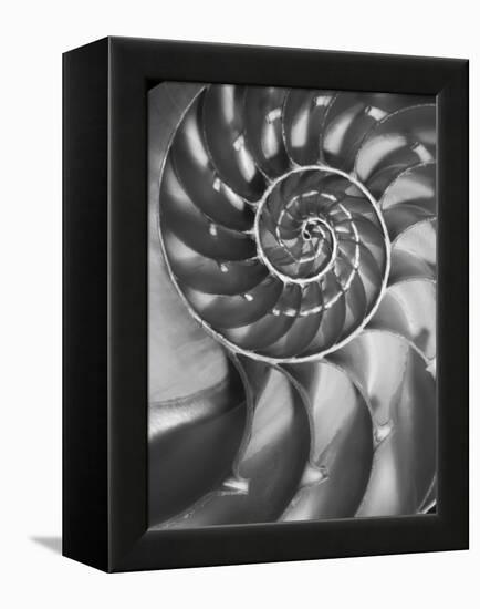 Nautilus 5-Moises Levy-Framed Premier Image Canvas