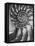 Nautilus 5-Moises Levy-Framed Premier Image Canvas