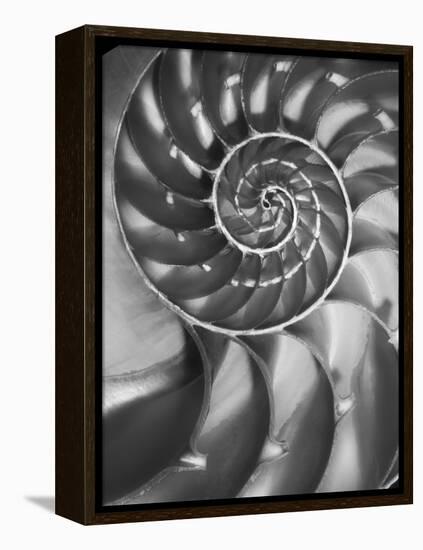Nautilus 5-Moises Levy-Framed Premier Image Canvas