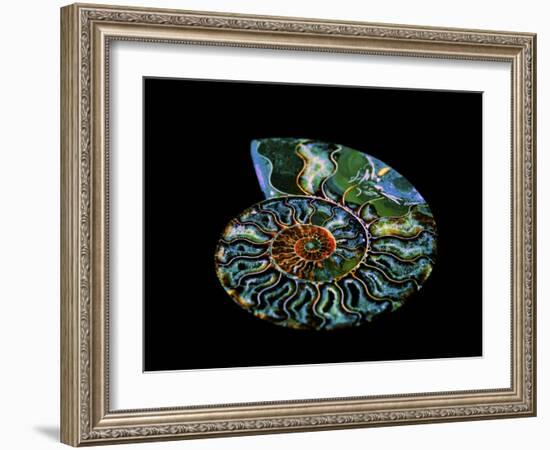Nautilus I-LightBoxJournal-Framed Giclee Print