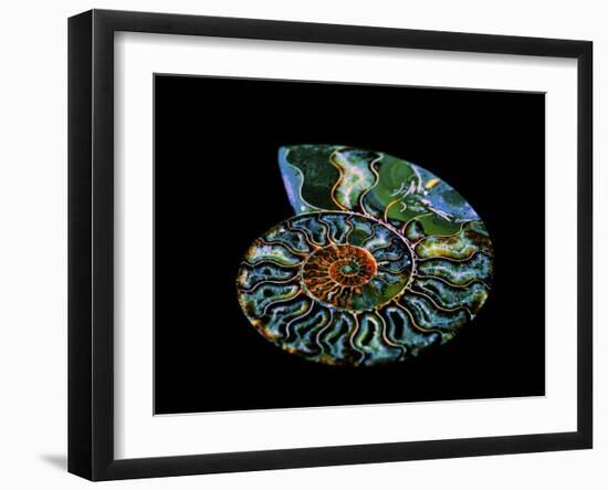 Nautilus I-LightBoxJournal-Framed Giclee Print