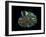 Nautilus I-LightBoxJournal-Framed Giclee Print