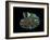 Nautilus I-LightBoxJournal-Framed Giclee Print