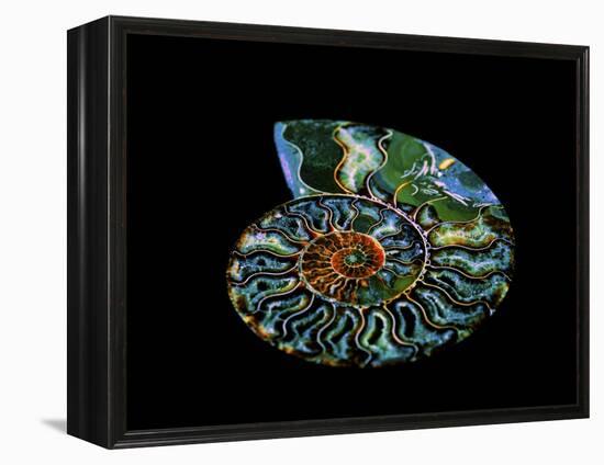 Nautilus I-LightBoxJournal-Framed Premier Image Canvas