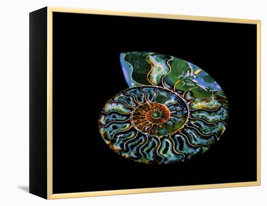 Nautilus I-LightBoxJournal-Framed Premier Image Canvas