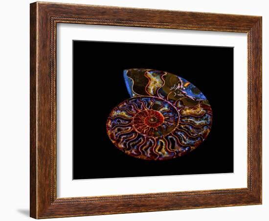 Nautilus II-LightBoxJournal-Framed Giclee Print