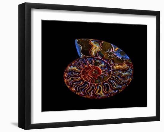 Nautilus II-LightBoxJournal-Framed Giclee Print