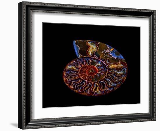 Nautilus II-LightBoxJournal-Framed Giclee Print