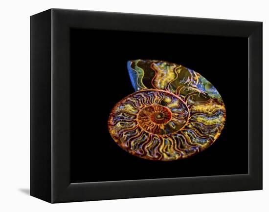 Nautilus III-LightBoxJournal-Framed Premier Image Canvas