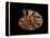 Nautilus III-LightBoxJournal-Framed Premier Image Canvas