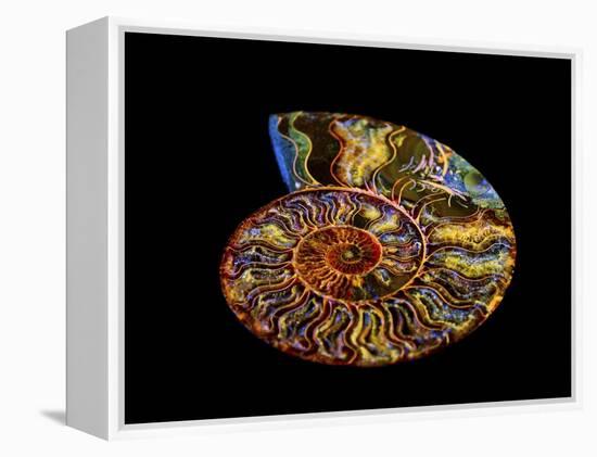 Nautilus III-LightBoxJournal-Framed Premier Image Canvas