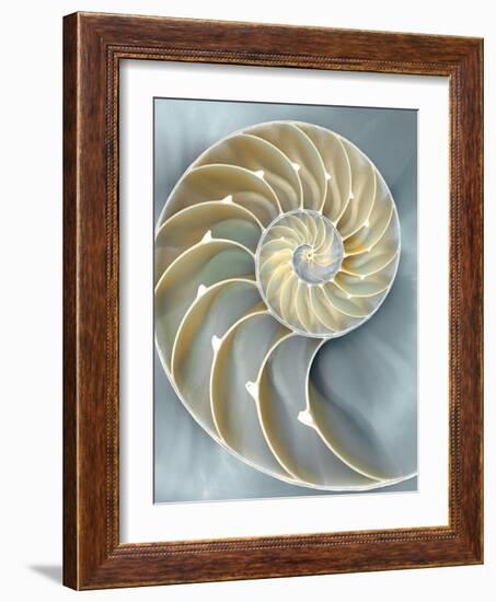 Nautilus in Blue I-Caroline Kelly-Framed Art Print