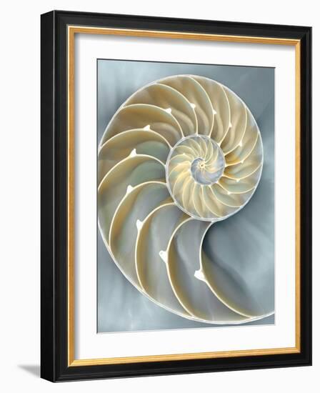 Nautilus in Blue I-Caroline Kelly-Framed Art Print