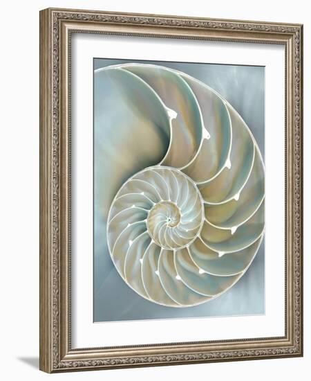 Nautilus in Blue II-Caroline Kelly-Framed Art Print