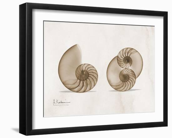 Nautilus Moments-Albert Koetsier-Framed Art Print