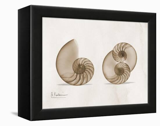 Nautilus Moments-Albert Koetsier-Framed Stretched Canvas