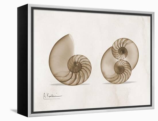 Nautilus Moments-Albert Koetsier-Framed Stretched Canvas