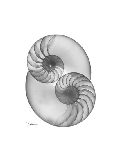'Nautilus Pair 2' Premium Giclee Print - Albert Koetsier | Art.com