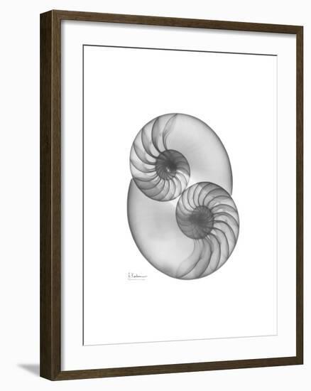 Nautilus Pair 2-Albert Koetsier-Framed Premium Giclee Print