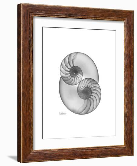 Nautilus Pair 2-Albert Koetsier-Framed Premium Giclee Print