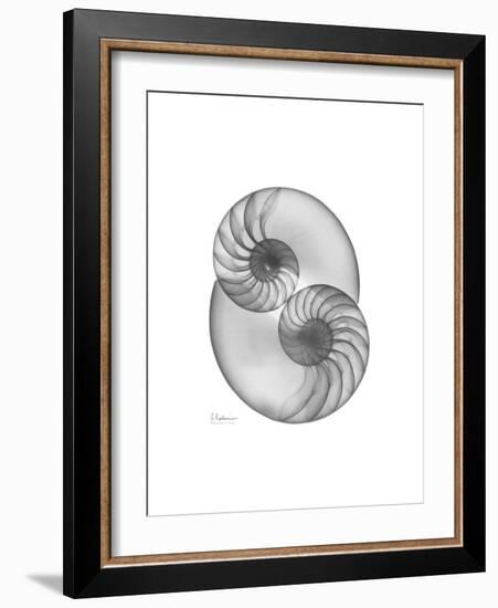 Nautilus Pair 2-Albert Koetsier-Framed Premium Giclee Print