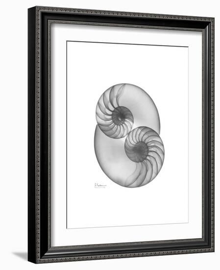 Nautilus Pair 2-Albert Koetsier-Framed Premium Giclee Print