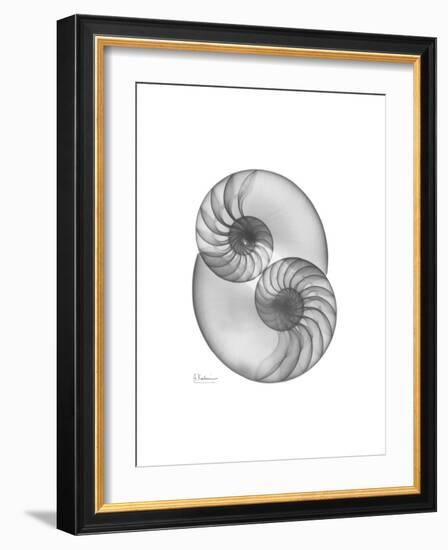 Nautilus Pair 2-Albert Koetsier-Framed Premium Giclee Print