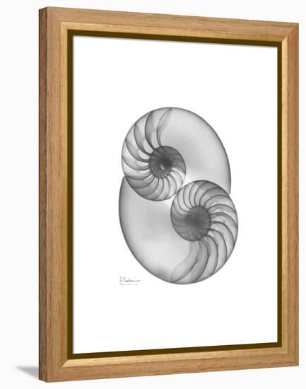 Nautilus Pair 2-Albert Koetsier-Framed Stretched Canvas