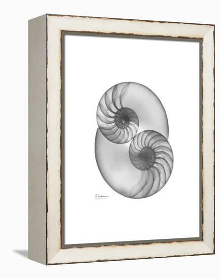 Nautilus Pair 2-Albert Koetsier-Framed Stretched Canvas