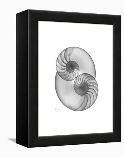 Nautilus Pair 2-Albert Koetsier-Framed Stretched Canvas